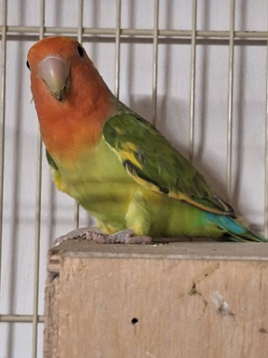 Pereche papagali Agapornis + colivie și cuib.