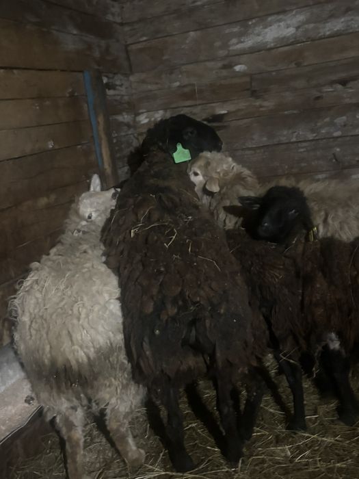 Продам кошкариков