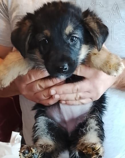 Срочно отдам щенка девочку немецкая овчарка