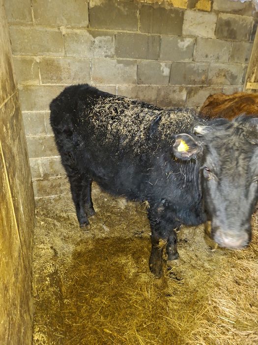 Продам телку и бычок