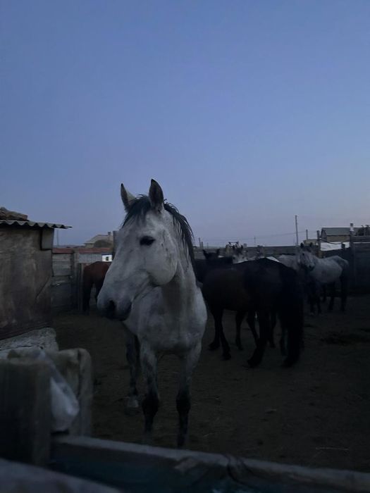 Жылкы уйрмен сатамын