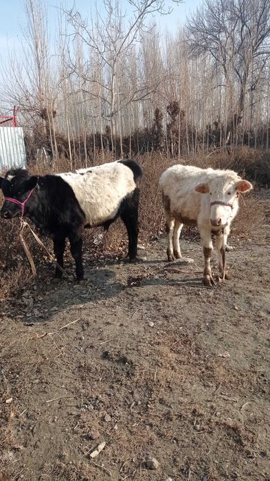 Кузи ва бузоқлар сотилади соглом