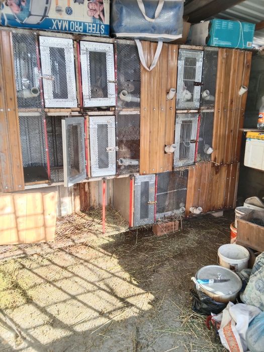 Продам крольчатник с кроликами!