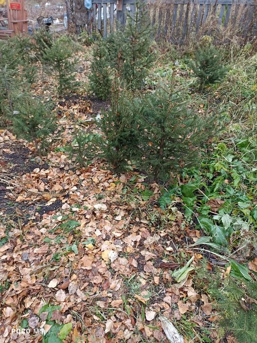 Продам саженцы ели