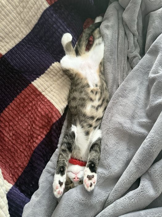 Котенок Текила