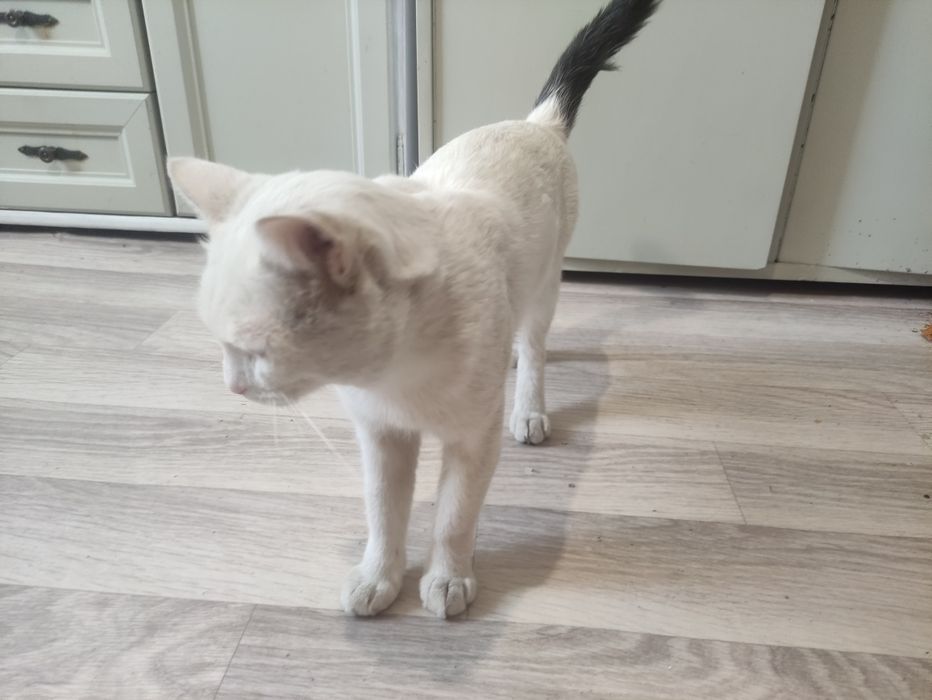 Отдам даром кота