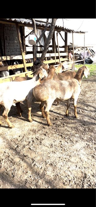 Qo’y, Qo’chqor , Qoylar, Кучкар, Куй .