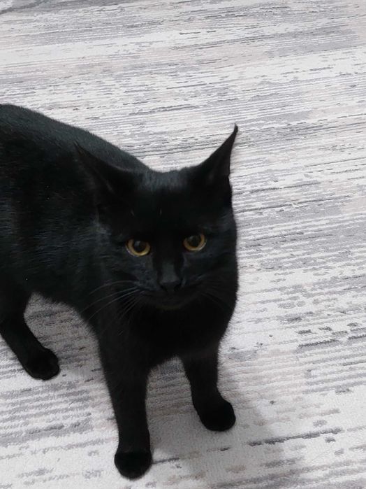 Красивая кошечка