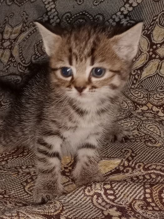 Британские котята