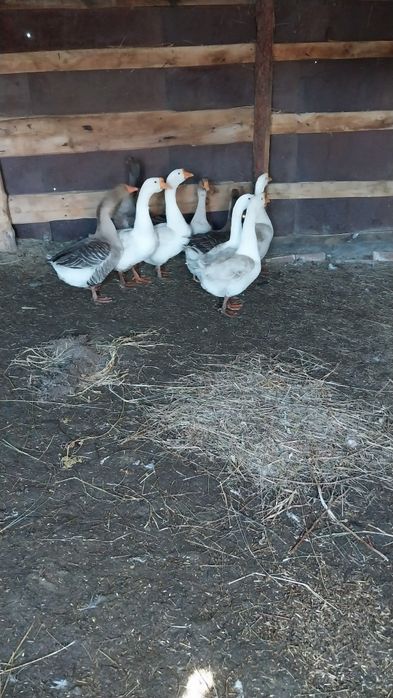 Продам гусаков .