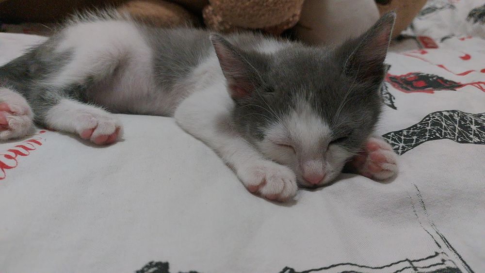 Котенок мальчик 2 месяц