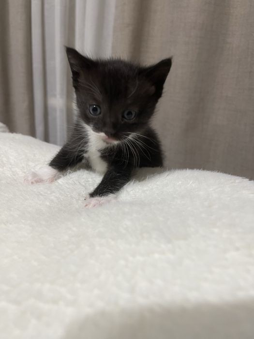 породистые котята