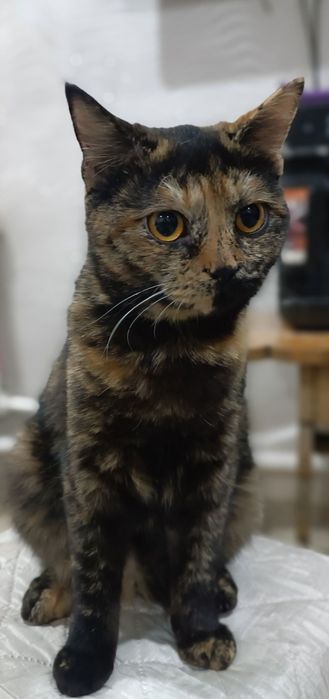 Отдам в добрые руки котёнка и молодых кошек