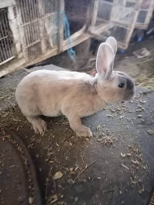 Pereche Rex japonez pitic