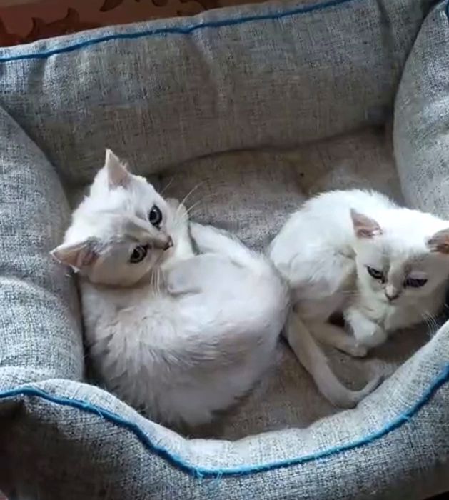 Британские шиншиллы