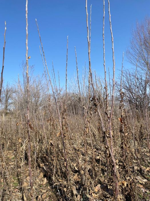 Кошет 1жылдык жамбыл облысы Меркеде
