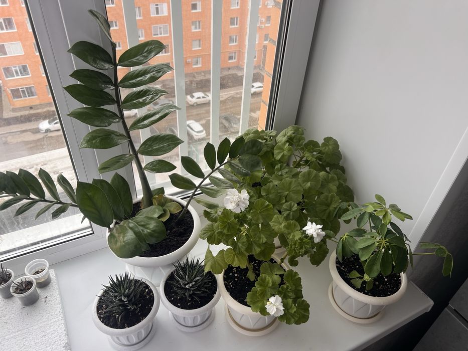 Комнатные цветы и горшки