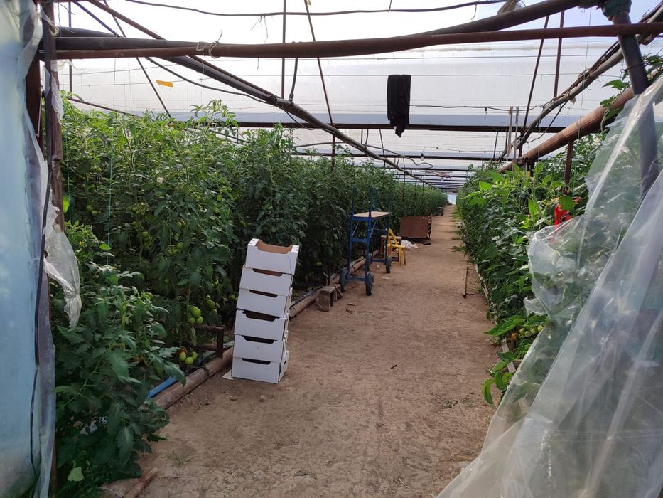 Участок теплица готовая