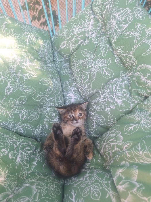 Котки черно-бяла, кафява, шарена, 3 момичета