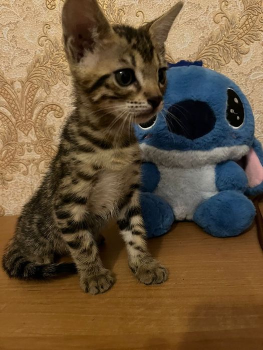 Продам котят Бенгал.