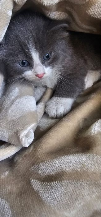 Котёнок ищет дом. Кошка-крысоловка