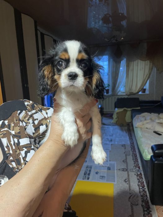 Щенки кавалер кинг чарльз спаниель