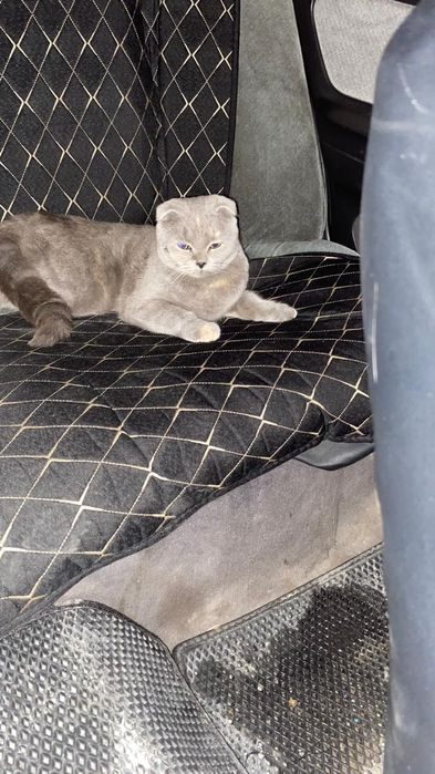 Шотландский кошка