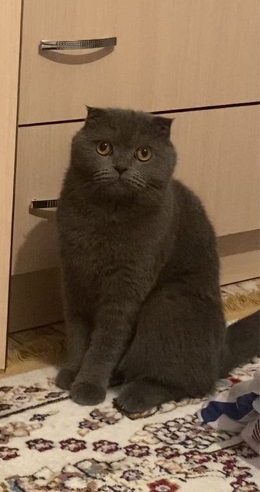 Шотландская вислоухая кошка