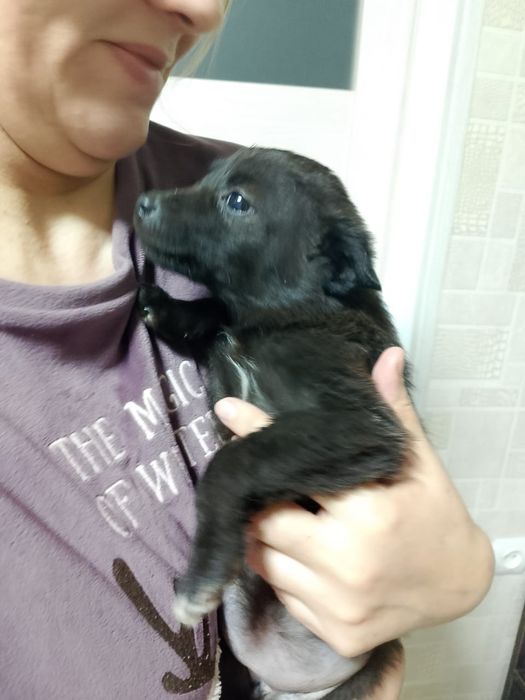 Отдам щенят в добрые руки