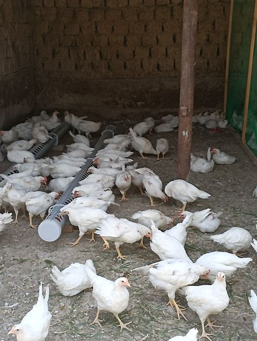 500 ta 2 oylik HY LAYIN joʻjalari sotiladi
