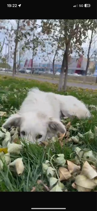 Собака собака собака