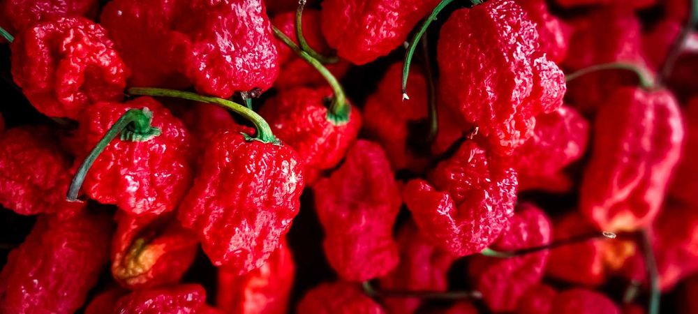 Най-лютата чушка в света – Carolina Reaper