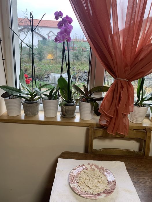 Maia activa deshidratata