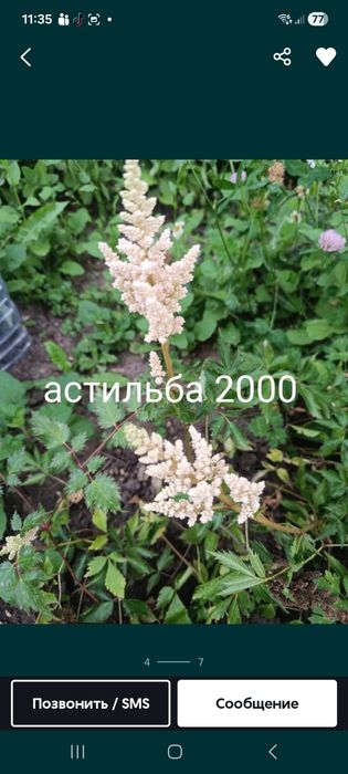 Продам цветы кустарники