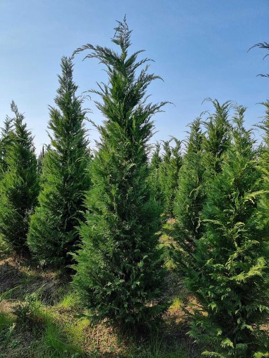 Vindem en-gross leylandii