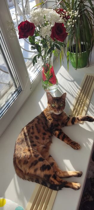 Требуется кот бенгал на вязку