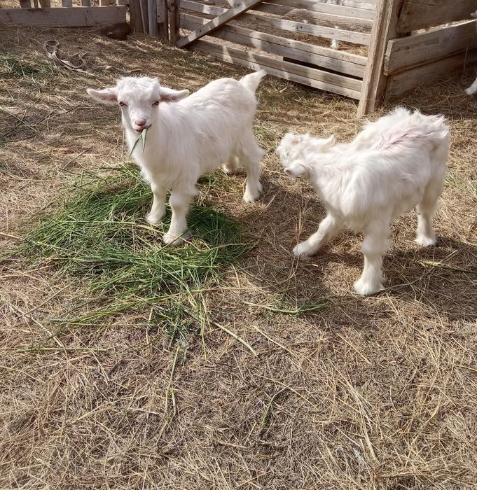 1 айлык лактар сатылады