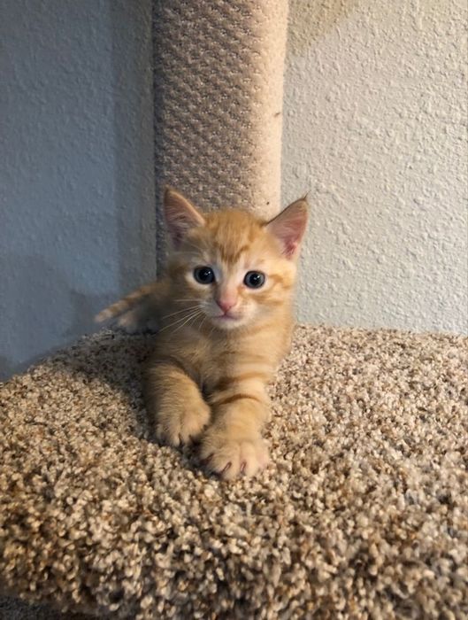 Шотландские котятки!
