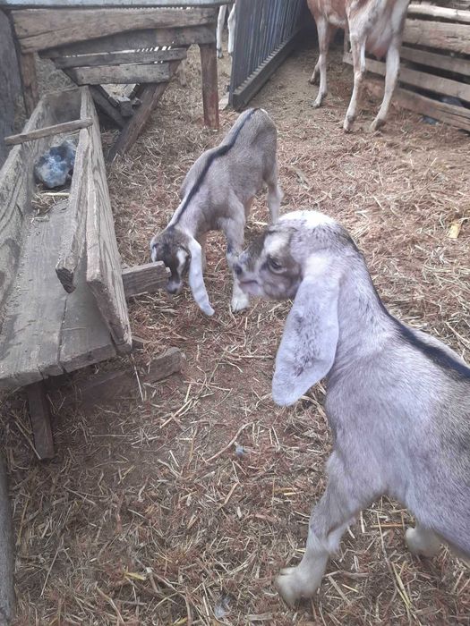 Tapi Anglo-Nubieni de vanzare