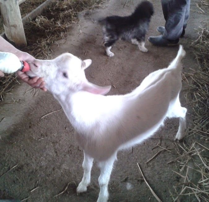 Iezi  din capre  de 4 litrii