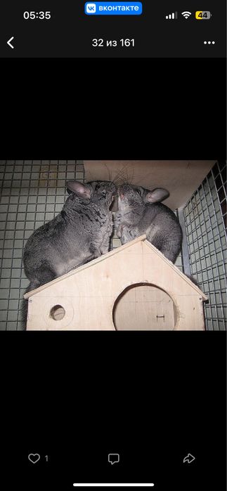 Пара шиншилл с клеткой