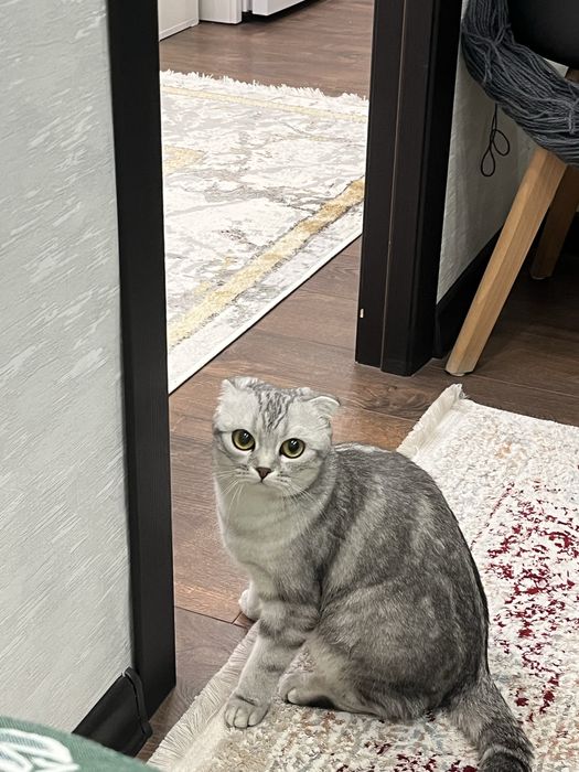 Шотландская кошка, 1,5 годика