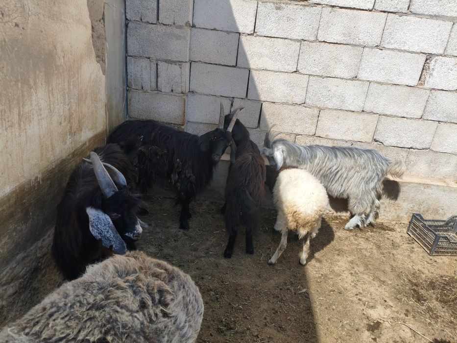 2 ta taka va 2 ta echki sotuvda narxi 2 mln dan Termiz shahar