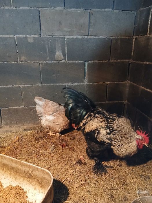 Продам кур породы брама