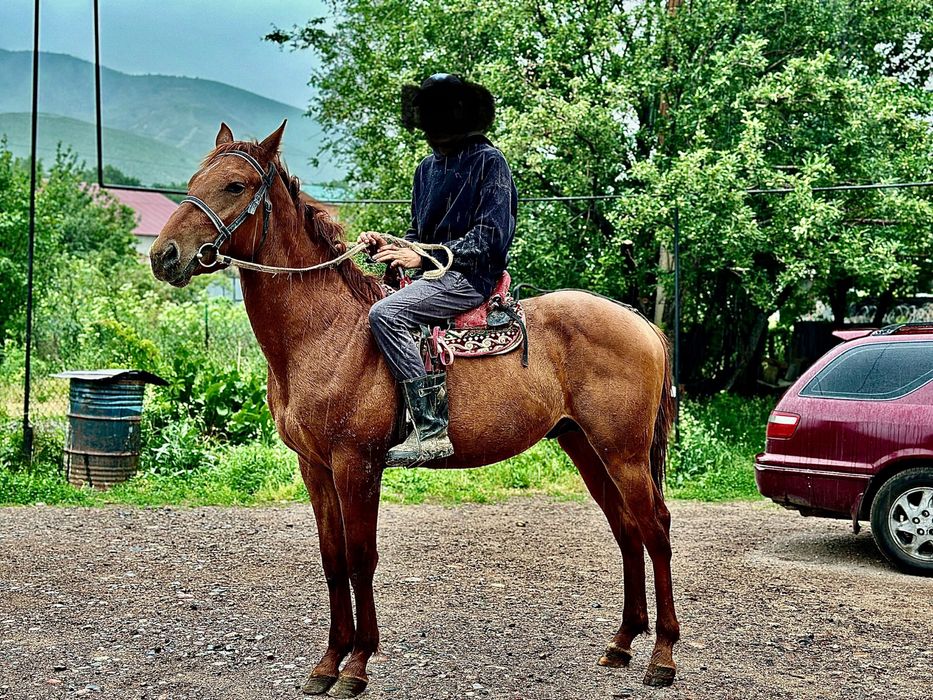 Донен сатылад          .