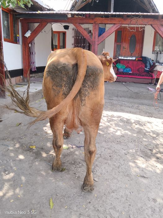 Vand vaca gestanta
