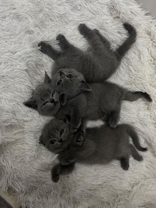 Котята чистокровные