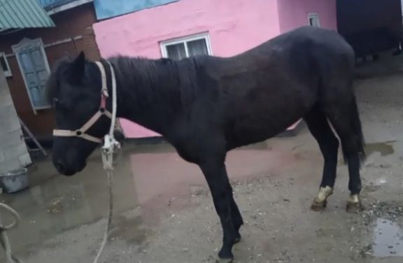 Продам кобылу Англа арабка 3года 2 месяца