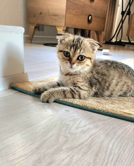 Шиншила кошка продам