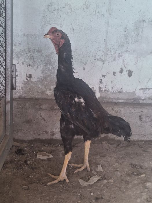 Дакан қораз сатылады.